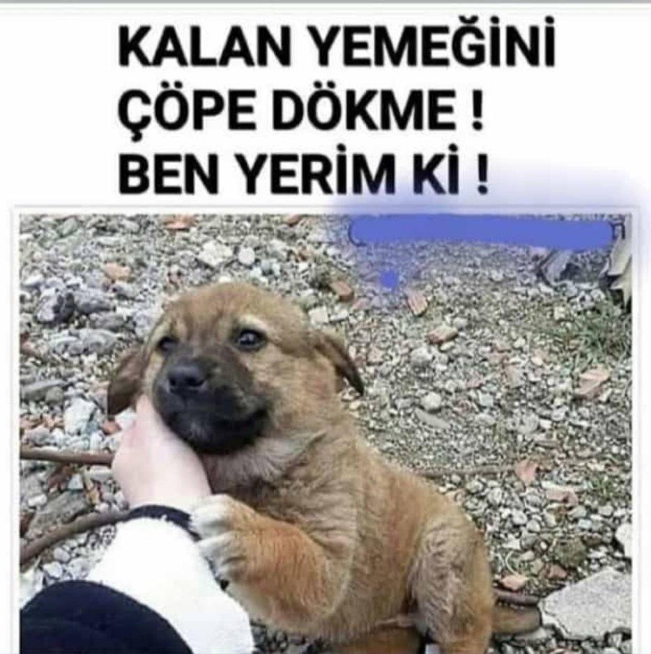 gizemlisahne's tweet photo. Lütfen sokaktaki canları unutmayalım bu soğukta aç karna dayanamazlar... Ne olur mama koymayı unutmayın sokağınıza!..
#karyağıyor #kargeldi #İstanbul #Ankara  #izmir #Türkiye https://t.co/4fXZTuGcml