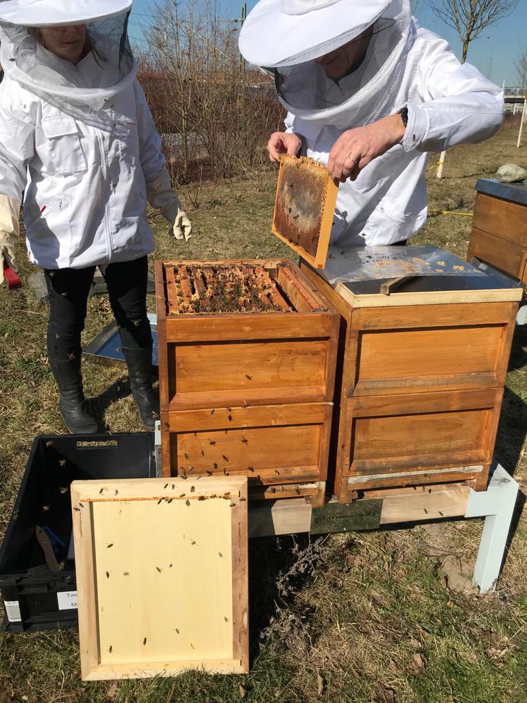 „SieBees“ Hallo, Bienenerwachen 🐝🐝 am #siemenscampuserlangen, unsere Bienenvölker sind aktiv, stark und fliegen schon munter umher. So schön zu sehen, wie die Natur immer wieder ihren Weg geht👏👏👏🥰🍀💐🌸☀️