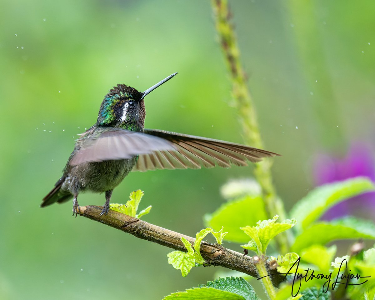 anthonylujan's tweet photo. No bird can fly without opening its wings, and no one can love without exposing their hearts. ~Unknown
Purple-throated Mountain-Gem - Costa Rica Nov 2021
Sony A1 - Sony 600mm
#PurplethroatedMountainGem #mountaingem #hummingbird #nuts_about_birds #earthcapture #nature #natgeo... https://t.co/NYKF7SkmLG