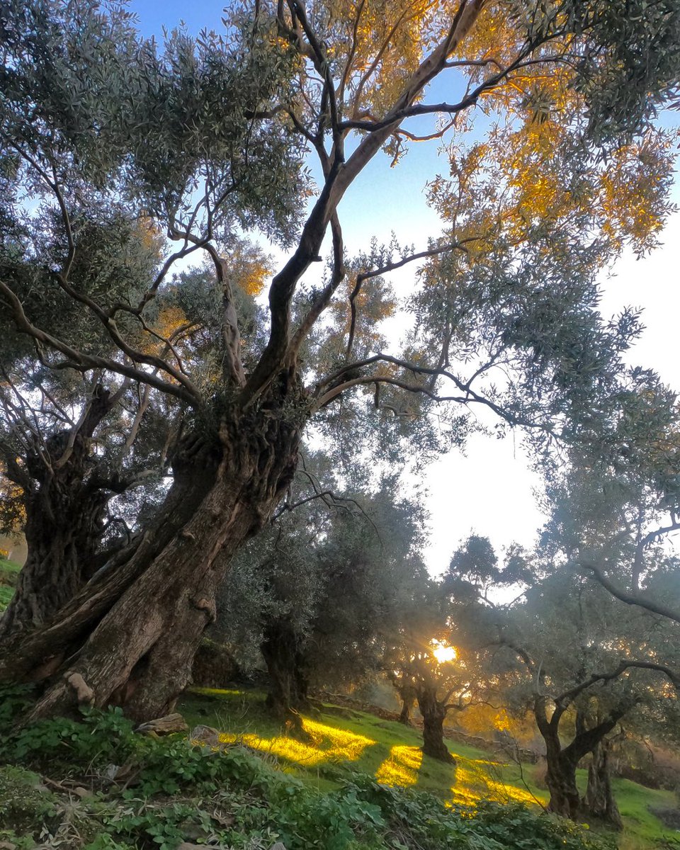 “Herkese aitim ve kimseye ait değilim. Sen gelmeden önce buradaydım ve sen gittikten sonra da burada olacağım.” #zeytinağacımadokunma
