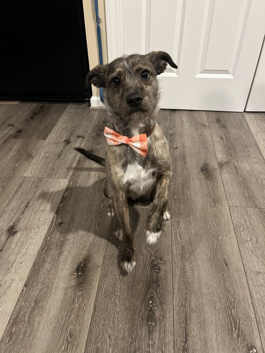 kaylabryant83's tweet photo. Louie tried out the bow tie look and thinks he looked pretty good. Very ready for Easter 🐰 https://t.co/Ph5KsAq0hB
