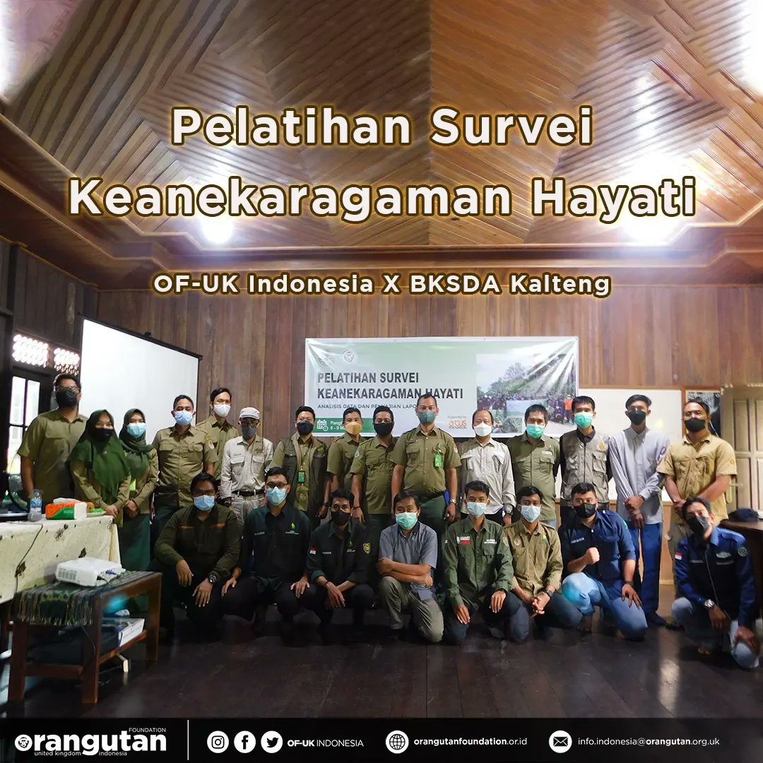 OF_UKIndonesia's tweet photo. #temankOU pasti sudah mengetahui seberapa luas persebaran hutan di Indonesia. Hutan inilah yang menjadi habitat bagi banyak satwa liar, salah satunya Orangutan Kalimantan, sang spesies kunci yang status populasinya terancam punah.
(1/9) https://t.co/oA2KuW6eXy