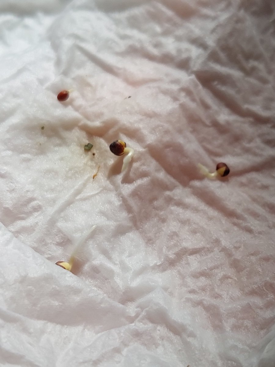 Qarozito's tweet photo. #Bocoli

Empezamos temprano germinando, con una servilleta

Estas semillas estan brotando rapidisimo.

Es un buen dia... ya que se vienen dias de sol, para que cuando este en su sumillero, lo impacte y no se ahile buscando luz https://t.co/GZoVktiCh0