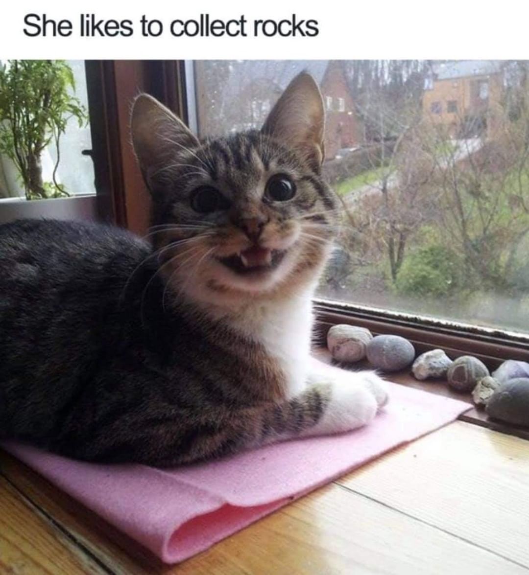 WholesomeMemes (@wholesomememe) on Twitter photo 