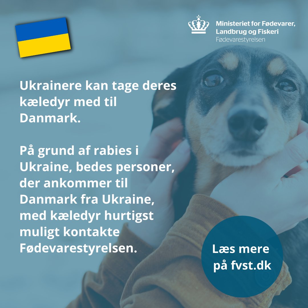 🇺🇦Vi skal hjælpe fordrevne ukrainere og deres kæledyr, samtidig med at vi beskytter danske dyr fra at blive syge af rabies. Derfor er vi i dialog med bl.a. <a href="/DyrBeskyt/">Dyrenes Beskyttelse</a>, <a href="/Dyrevaernet/">Dyreværnet</a> og <a href="/dyrlageforening/">Den Danske Dyrlægeforening</a> om, hvordan vi hjælper ukrainerne i DK (1/3)

#dyrevelfærd #Ukraine