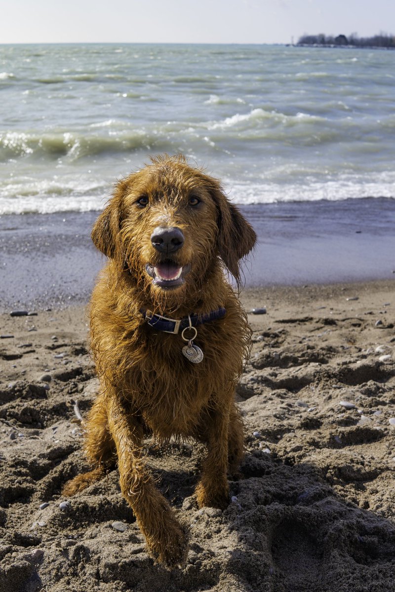 Happiest at the beach 🌊🏖

#dogsoftwitter #twitterdogcommunity #woofnottweet <a href="/WoofNotTweet/">Dog Photography Community</a> <a href="/woofthenorth/">🇨🇦WooftheNorth🐾</a> #beachlife