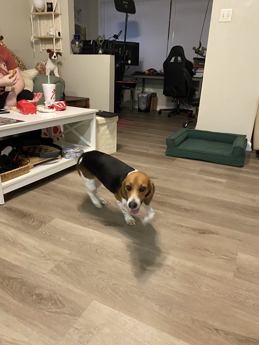 SquilliamLive's tweet photo. Our newest family member, Daisy! And I’ve already got her watching racing with me! I think she’ll fit in just fine. https://t.co/7SQ5InEKwC