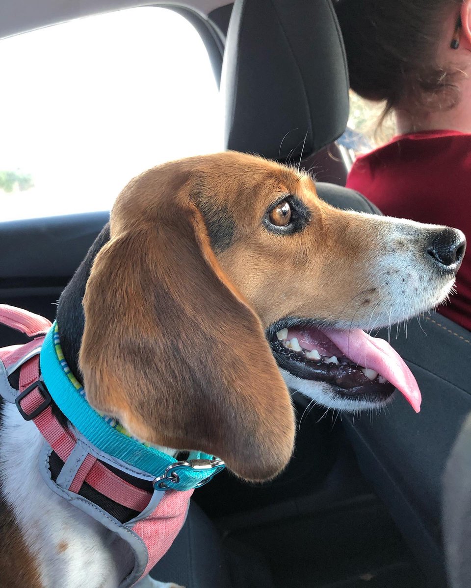 SquilliamLive's tweet photo. Our newest family member, Daisy! And I’ve already got her watching racing with me! I think she’ll fit in just fine. https://t.co/7SQ5InEKwC