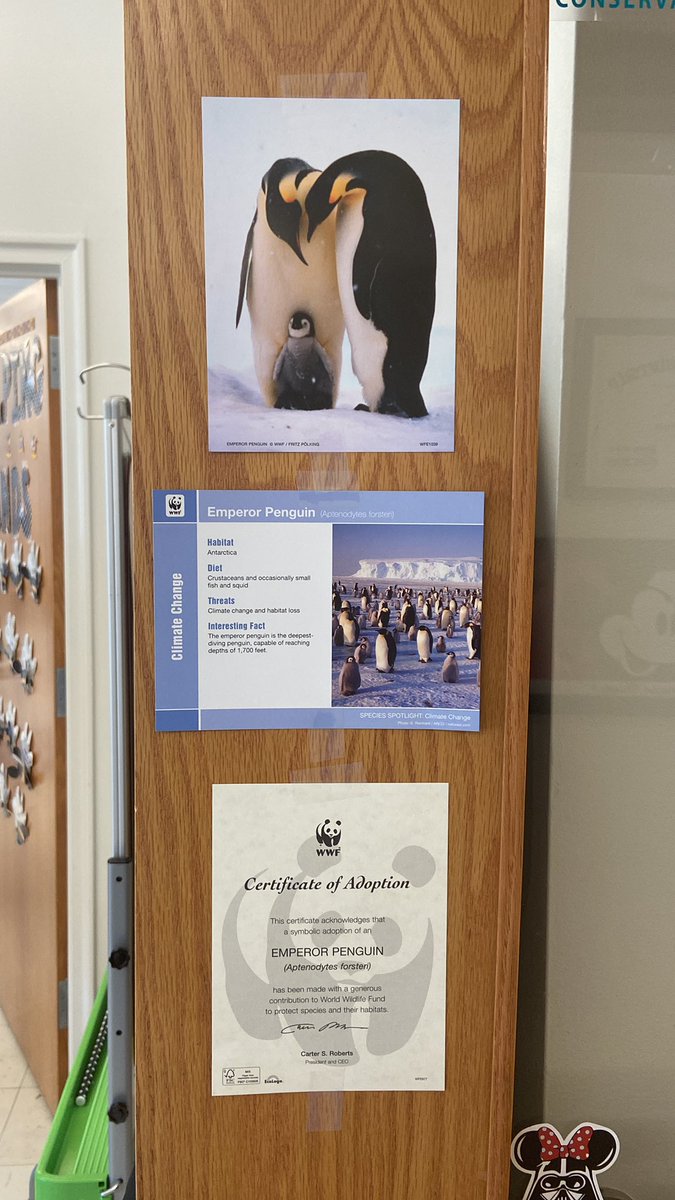 MrsClark131's tweet photo. Our adoption came through!! Room 131 is the proud parents of Eugene the Emperor Penguin 🐧 and twins Macaroni and Cheese, Macaroni penguin chicks!! 🐧🐧 #WWF #Penguins #Adoptdontshop #Grade3 https://t.co/3hAIwWe3g6