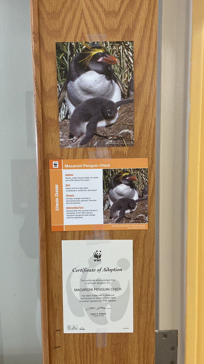 MrsClark131's tweet photo. Our adoption came through!! Room 131 is the proud parents of Eugene the Emperor Penguin 🐧 and twins Macaroni and Cheese, Macaroni penguin chicks!! 🐧🐧 #WWF #Penguins #Adoptdontshop #Grade3 https://t.co/3hAIwWe3g6