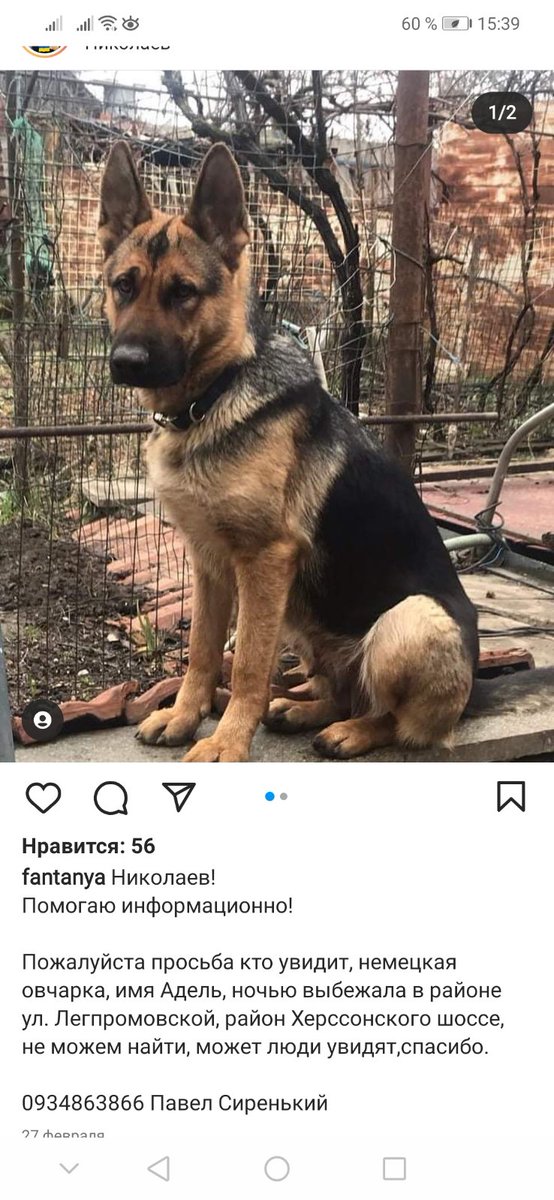 НИКОЛАЕВ 
помогите найти овчарочку