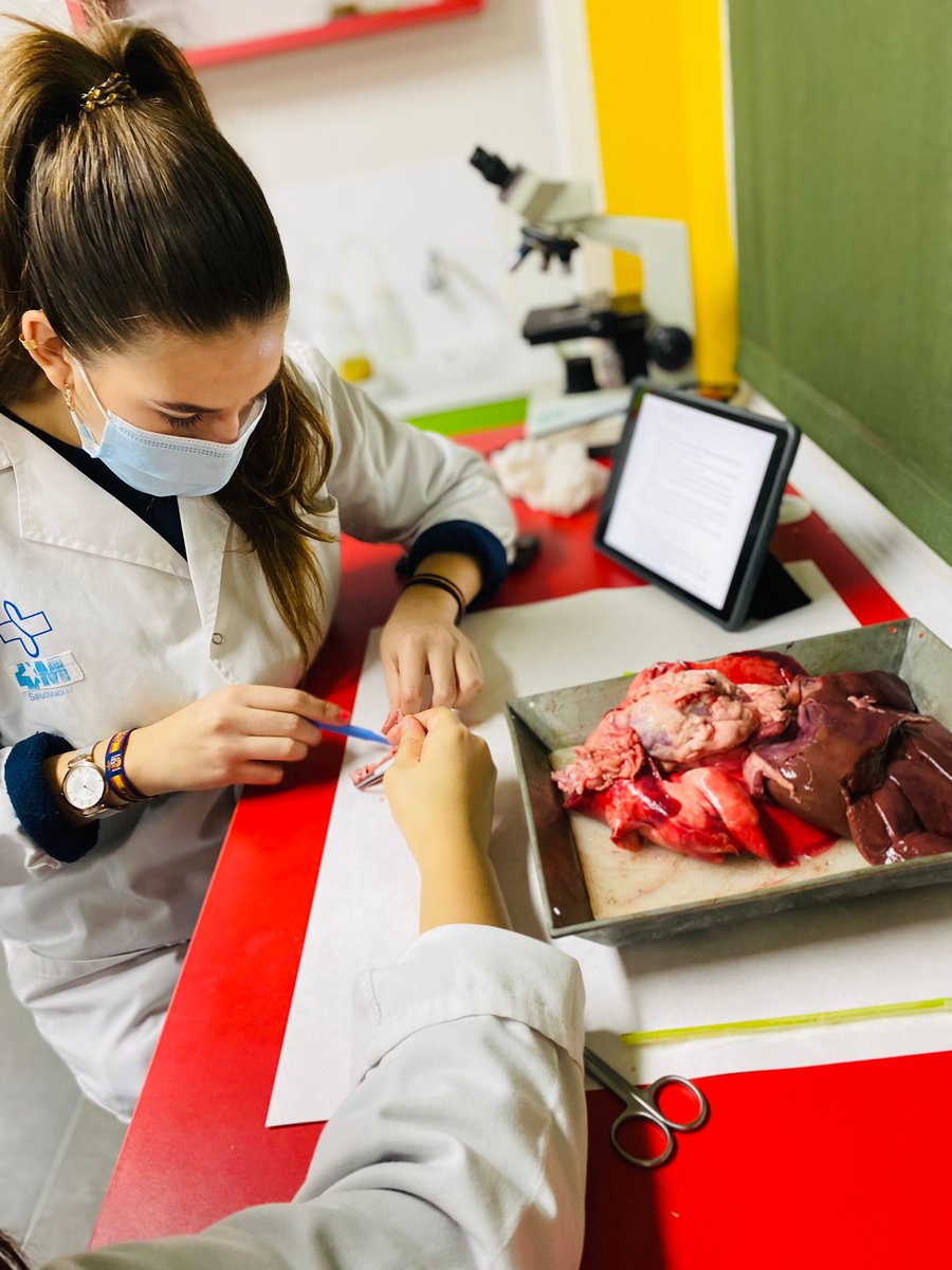 ColegioBristol's tweet photo. Breathe in, breathe out 🫁. Los alumnos de 1º Bach C están de vuelta en el laboratorio 🥼🔬. Esta vez, trabajando la disección de unos pulmones. No apta para aprensivos, pero esta práctica nos ha dejado sin aliento. Más fotos en fototeca. https://t.co/TlAhD4JkKQ #labpractice https://t.co/VLtwkjZTaH