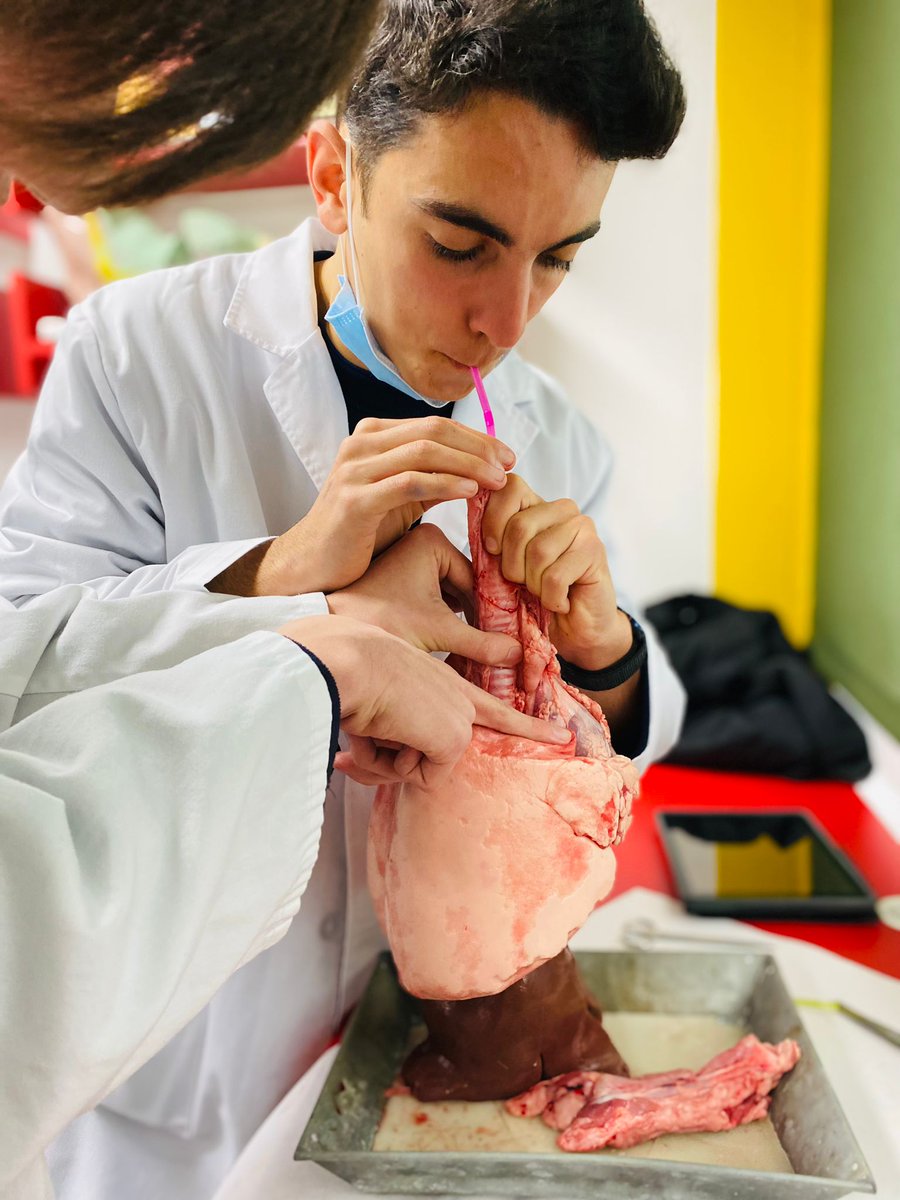 ColegioBristol's tweet photo. Breathe in, breathe out 🫁. Los alumnos de 1º Bach C están de vuelta en el laboratorio 🥼🔬. Esta vez, trabajando la disección de unos pulmones. No apta para aprensivos, pero esta práctica nos ha dejado sin aliento. Más fotos en fototeca. https://t.co/TlAhD4JkKQ #labpractice https://t.co/VLtwkjZTaH
