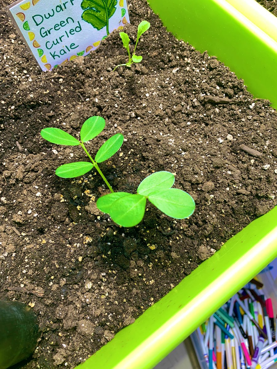 MsOickle's tweet photo. A little birdie must have planted a mystery seed in our @littlegrnthumbs garden! Can anybody help us figure out what it is? @AITCNL @LGTmaureen @NLESDCA https://t.co/sjQ2eif3eY
