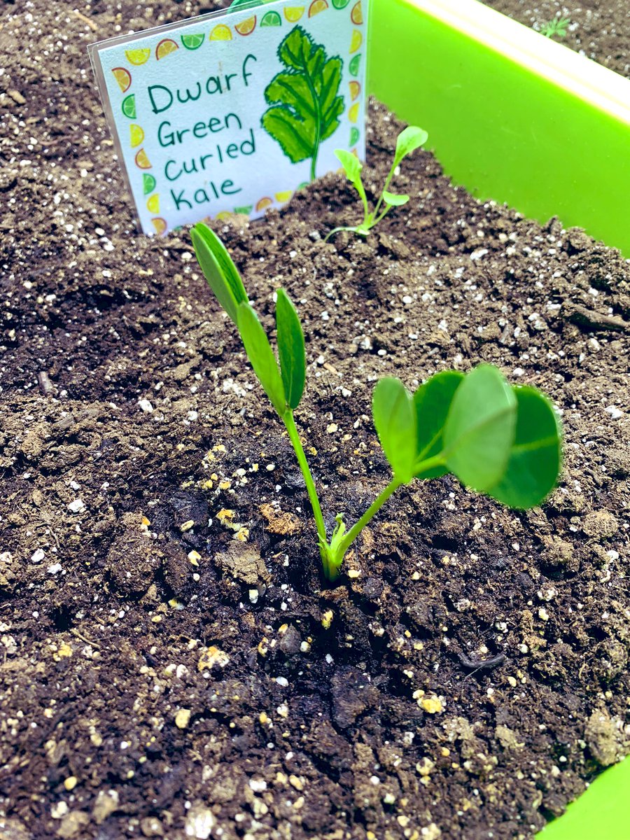 MsOickle's tweet photo. A little birdie must have planted a mystery seed in our @littlegrnthumbs garden! Can anybody help us figure out what it is? @AITCNL @LGTmaureen @NLESDCA https://t.co/sjQ2eif3eY