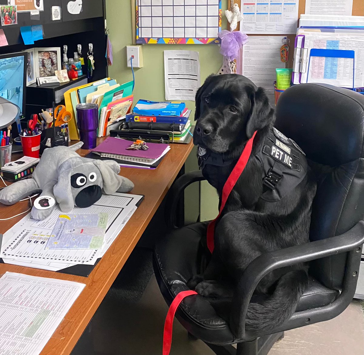 Trouble_the_Dog's tweet photo. Working in tandem with comfort dogs in schools #kids #emotions https://t.co/9n2XhDJSZD