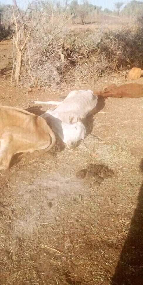 AdolaOda's tweet photo. Guji zone is highly affected by drought but not that much attention to them😭

We need attention
@USAIDEthiopia 
@PMEthiopia 
@WFP_Ethiopia 
@AJEnglish 
@VOAAfaanOromoo 
@BBCNews 
@RepMcClintock https://t.co/1Io9v9t0VM