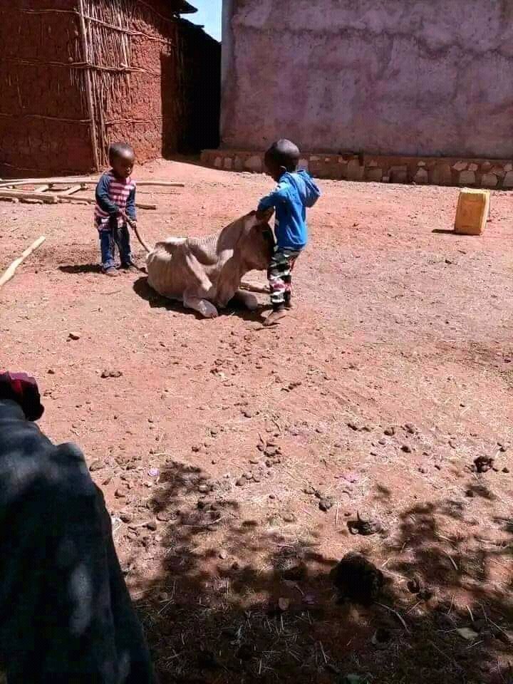 AdolaOda's tweet photo. Guji zone is highly affected by drought but not that much attention to them😭

We need attention
@USAIDEthiopia 
@PMEthiopia 
@WFP_Ethiopia 
@AJEnglish 
@VOAAfaanOromoo 
@BBCNews 
@RepMcClintock https://t.co/1Io9v9t0VM