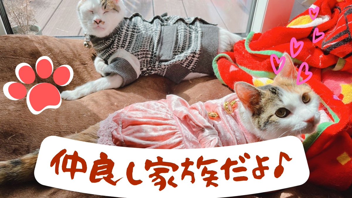 chokin1129's tweet photo. 新しい動画が上がりました😊✨
今回はちょきくんのお気に入りの寝床でつなちゃんが遊んだ結果...
ぜひご覧ください💕
チャンネル登録・高評価して頂けると励みになります🥰❤️
#猫好きさんと繋がりたい
おじいちゃん猫の隣で子猫が遊んでみた結果   って話 https://t.co/YaOzmUfXSC via @YouTube https://t.co/TRYMUl1pqJ