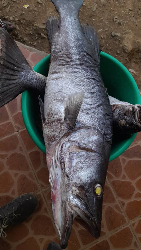 benjimk's tweet photo. Photos du 10 Mars 2022

Voici le secret du lac Tanganyika, ces poisons ont été pêché à Moba, Province du Tanganyika, malheureusement la pêche reste artisanale dans un lac qui regorge une réserve importante des poissons "Mukeke" 

📸 @SonofMoba243 https://t.co/d0UynrcqUw