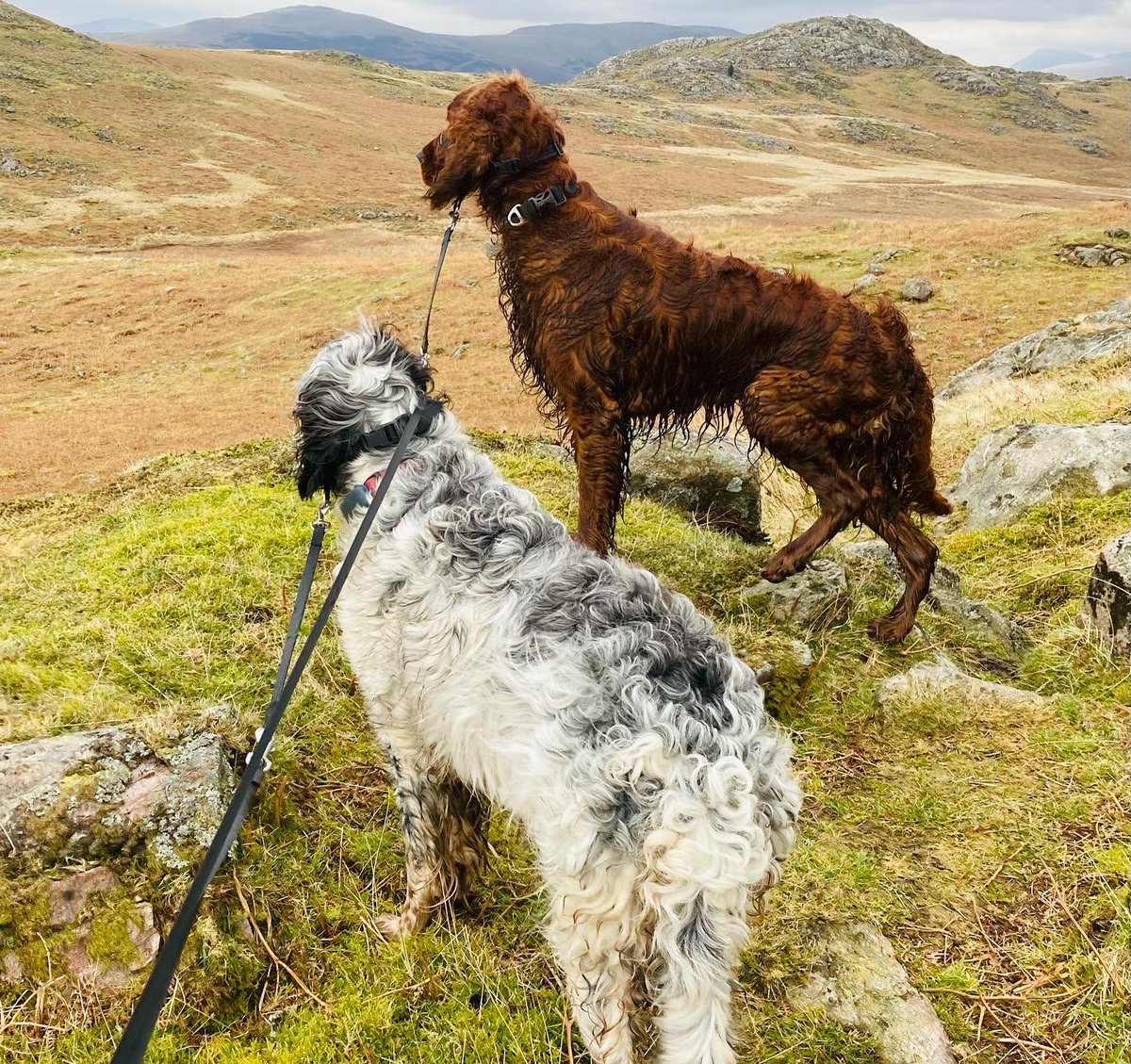 Tim_C_Ingram's tweet photo. Love Devoke Water. Not the prettiest or nicest underfoot but thereβs something unique and calming about this place. Guaranteed to get muddy and wet boots on this moorland circuit #lakedistrict #EnglishSetter #IrishSetter #DevokeWater https://t.co/931r2pmFi3