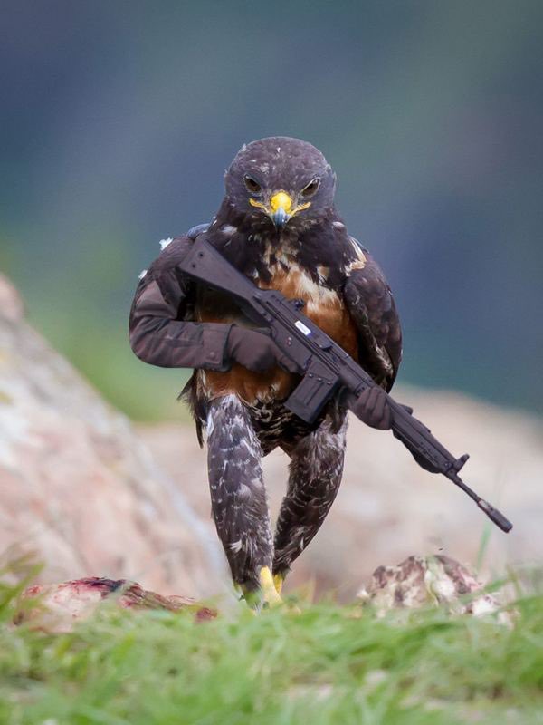 AlexandruC4's tweet photo. RU Ministry of Defense: Ukrainians were planning to infect birds migrating through Russia. Via @olex_scherba
#StandWithUkraine #PutinIsaWarCriminal #PutinHitler #RussianUkrainianWar #putinisfailing https://t.co/Y3l8sbl6mR