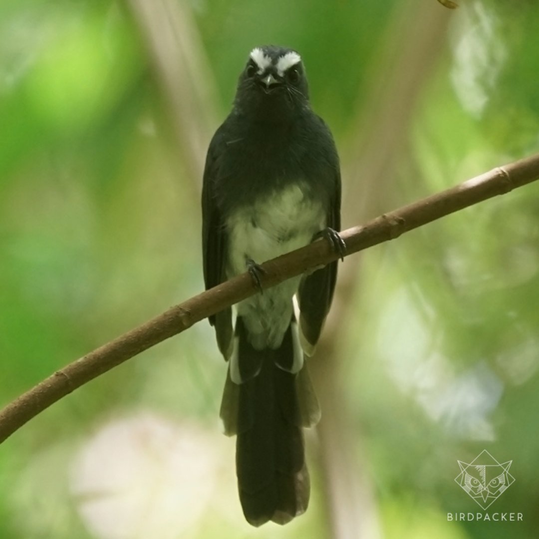 birdpacker's tweet photo. Unforgettable moment with this guy in Hyang highland, so friendly &amp; we think locally common at there.
Endemic highland of Java, White-bellied Fantail (Rhipidura euryura).

Credit photo to: @sikebogiras | @birdpacker 
#birdpacker #birding #birdingindonesia #birdphotography https://t.co/EE9JtfjVKB