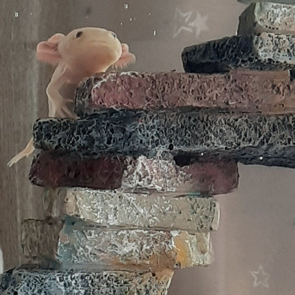 ウーパールーパーの赤ちゃん Twitter Search Twitter