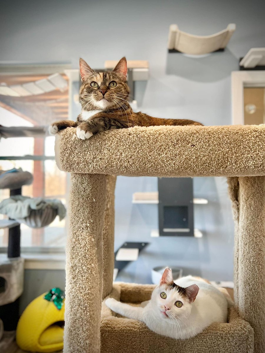youngatheartpet's tweet photo. #Purrsday

Georgia ⬆️ and Ingrid ⬇️ are settling into their Kitty Corner so easily!💕

These darlings are such social seniors and haven't met a person they don't want cuddles from. They aren't ready for adoption yet, but they will soon be ready to move into their furever home. 😺 https://t.co/HRXuMaTA4L