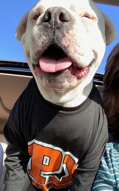 StPiusX's tweet photo. Veritas men and women do the right thing, at the right time, for the right reason. Last week, the SPX rugby team saved a stray dog who had been mistreated. As he continues to recover, Buster has become a huge supporter of the boys’ rugby matches, cheering them on. #WeAreVeritas https://t.co/WQkUUzNwR6