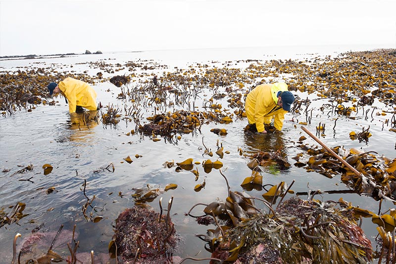 Osclaíodh Ionad na Feamainne <a href="/seaweedcentre/">The Seaweed Centre</a> i Leitir Mealláin sa mbliain 2019, faoi choimirce Chomhar Chuigéal, le cúnamh ó B.I.M (FLAGS)agus Údarás na Gaeltachta, agus is é an t-aon Ionad Feamainne dá shórt sa tír é. Léigh scéal s'acu anseo bit.ly/3vDXfe5

#Gaeltacht