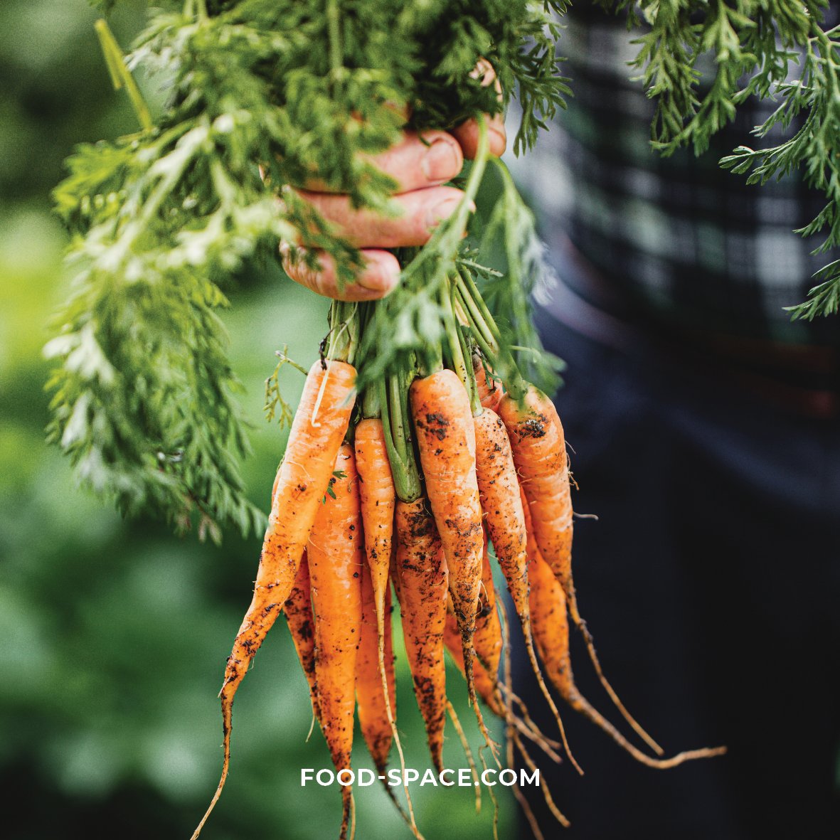 Happy International Carrot Day!🥕 It is the day when the carrot is a STAR! ⭐️The best and tastiest way to celebrate is making sure that carrots are featured in every meal! At FoodSpace we celebrate this root in all its uses, forms and flavours! 🍽🥕😋

#worldcarrotday #carrots