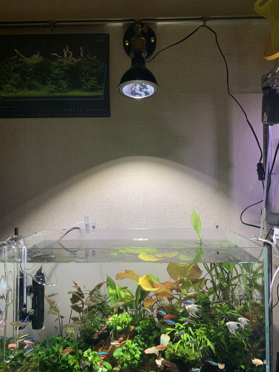 fu1978i's tweet photo. 長らく悩み続けたAmaterasのスタンド問題がついに解決。
部屋にもともとついてたレールに引っ掛けただけ。
これで葉焼けしなくなるかな。
メンテも快適になるはず。
最初からこのソケットは候補に入っていたのに何故か違うのにしたんだよな。
#AmaterasLED
#ライトスタンド https://t.co/4avwGRmP9D