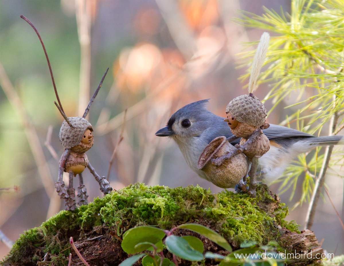 afs_ist's tweet photo. Fotoğrafçı David Bird’ün #Becorn projesinde hayat bulan ve doğal malzemelerle yaptığı minik figürler. #DavidBird https://t.co/v43EEqY2eW