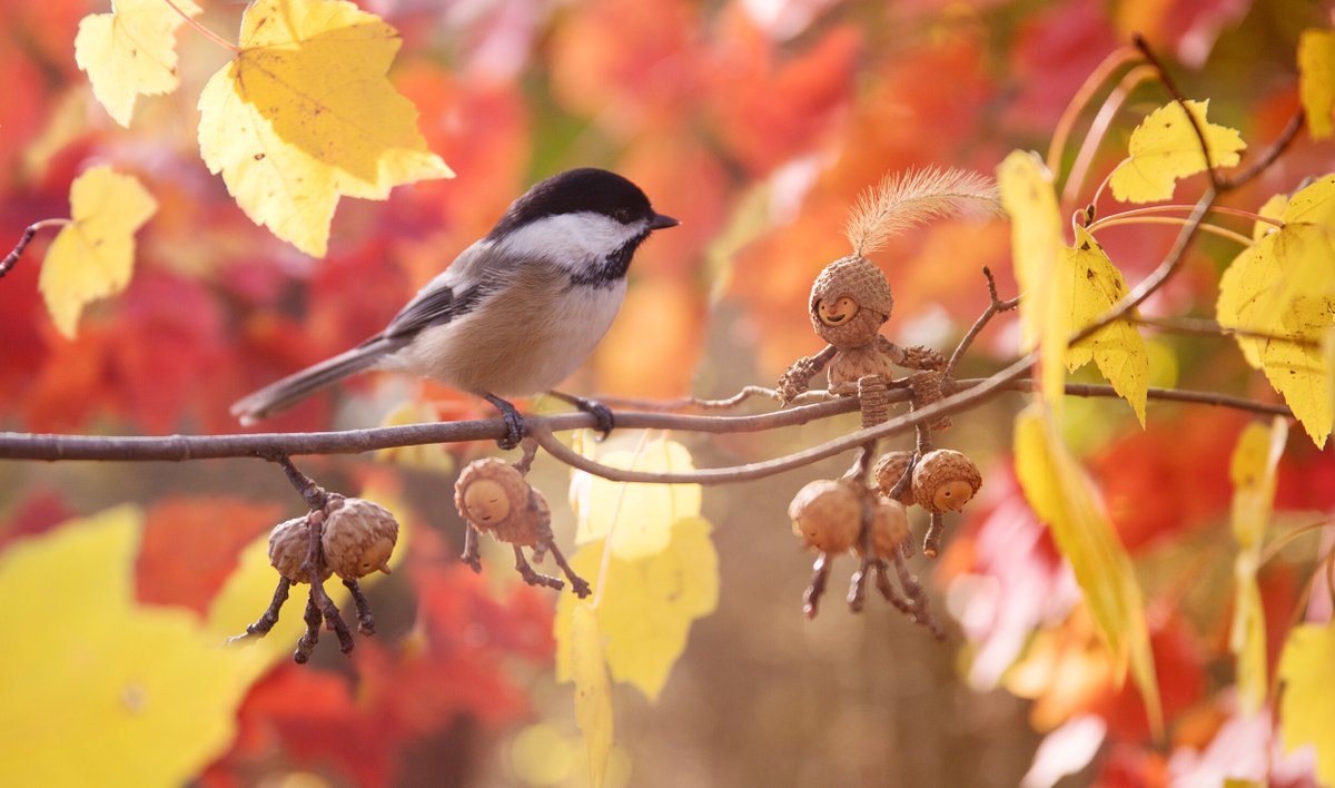afs_ist's tweet photo. Fotoğrafçı David Bird’ün #Becorn projesinde hayat bulan ve doğal malzemelerle yaptığı minik figürler. #DavidBird https://t.co/v43EEqY2eW