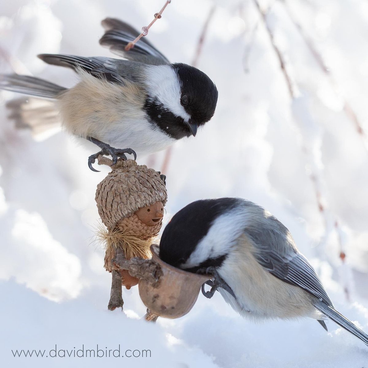afs_ist's tweet photo. Fotoğrafçı David Bird’ün #Becorn projesinde hayat bulan ve doğal malzemelerle yaptığı minik figürler. #DavidBird https://t.co/v43EEqY2eW