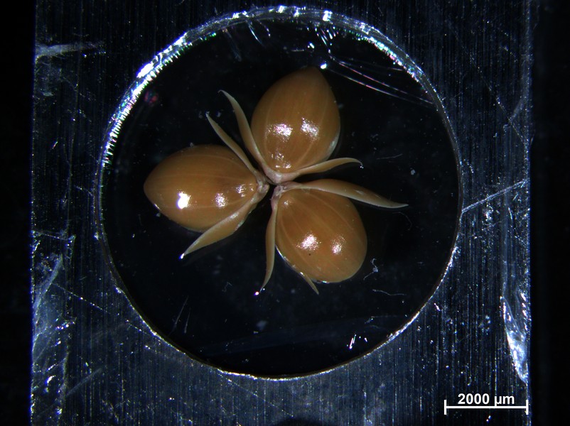 How cute are these wings: proso millet grain up close! <a href="/JXDuncan/">Jean Duncan</a> <a href="/Plant_Ionome2/">Philip White</a> <a href="/UL_BioTech/">UL, Biotehniška fakulteta</a>