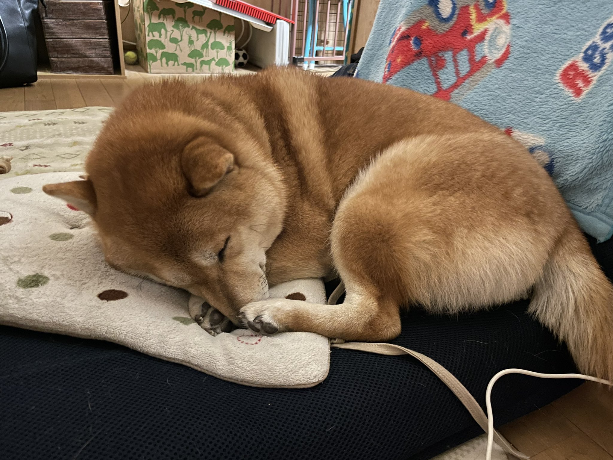 柴犬好きな人と繋がりたい Twitter Search Twitter
