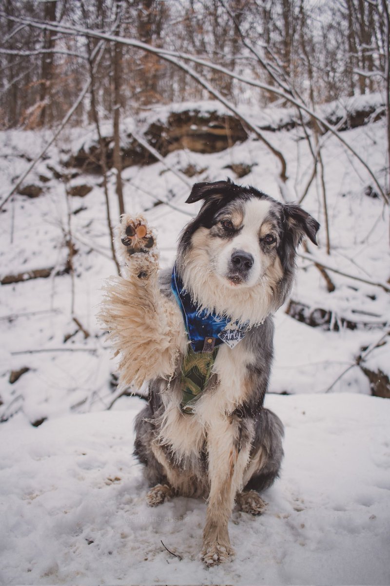 Raise your paw if you're ready for the weekend 🙋‍♀️#twitterdogcommunity #dogsoftwitter #wavinghello