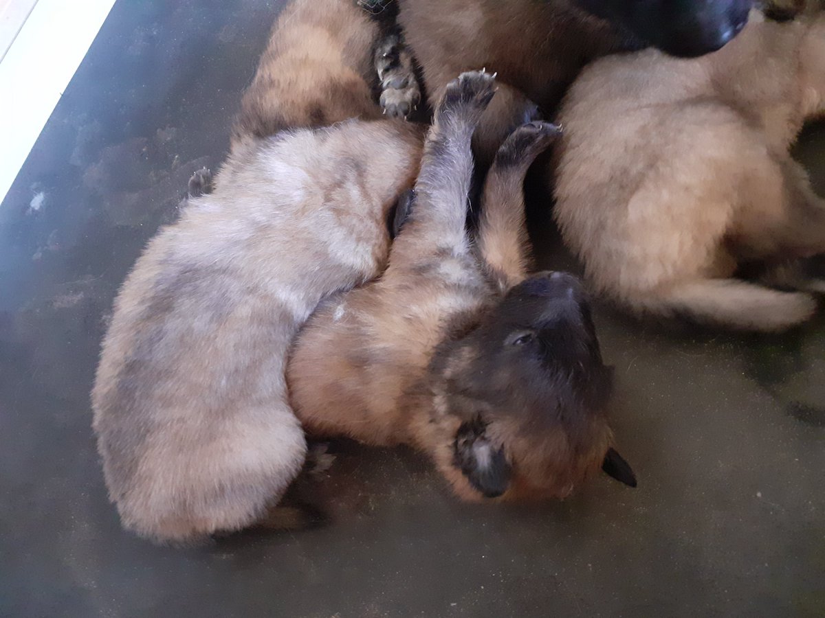 Jaye_Arch's tweet photo. These are already keeping me on my toes and they're only 3 weeks old. It's only going to get more crazy from here on out. 😁 #belgiantervuren #Puppies https://t.co/XrUr3gBP9k