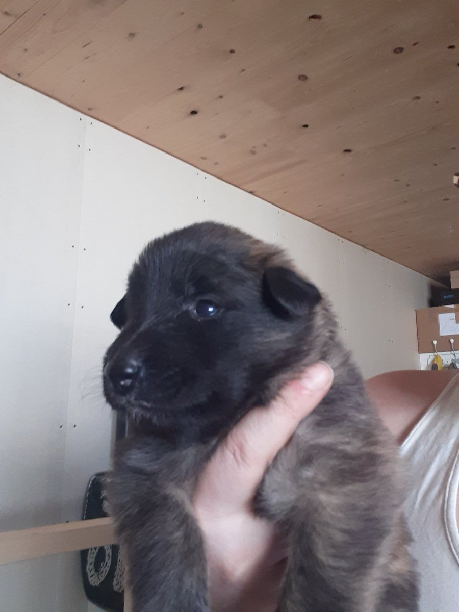 Jaye_Arch's tweet photo. These are already keeping me on my toes and they're only 3 weeks old. It's only going to get more crazy from here on out. 😁 #belgiantervuren #Puppies https://t.co/XrUr3gBP9k