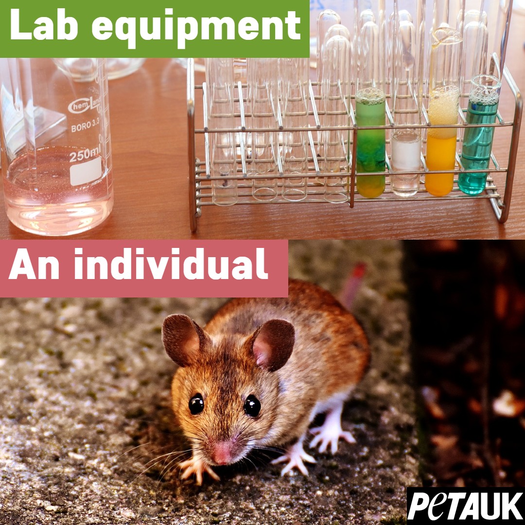 PETAUK's tweet photo. RT if you know the difference 👍
#EndAnimalTesting https://t.co/3Yl0j3kJzf