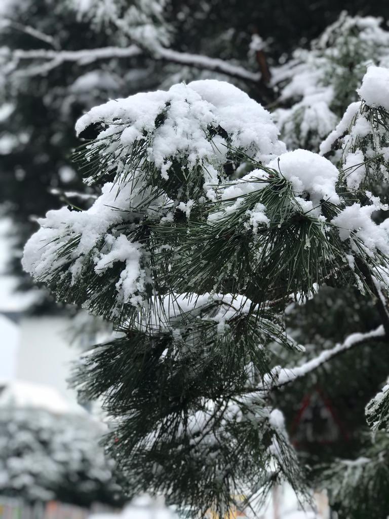 #kar yağdı bahçemize ❄️☃️❄️

#kargeldi #kartatili #üsküdar