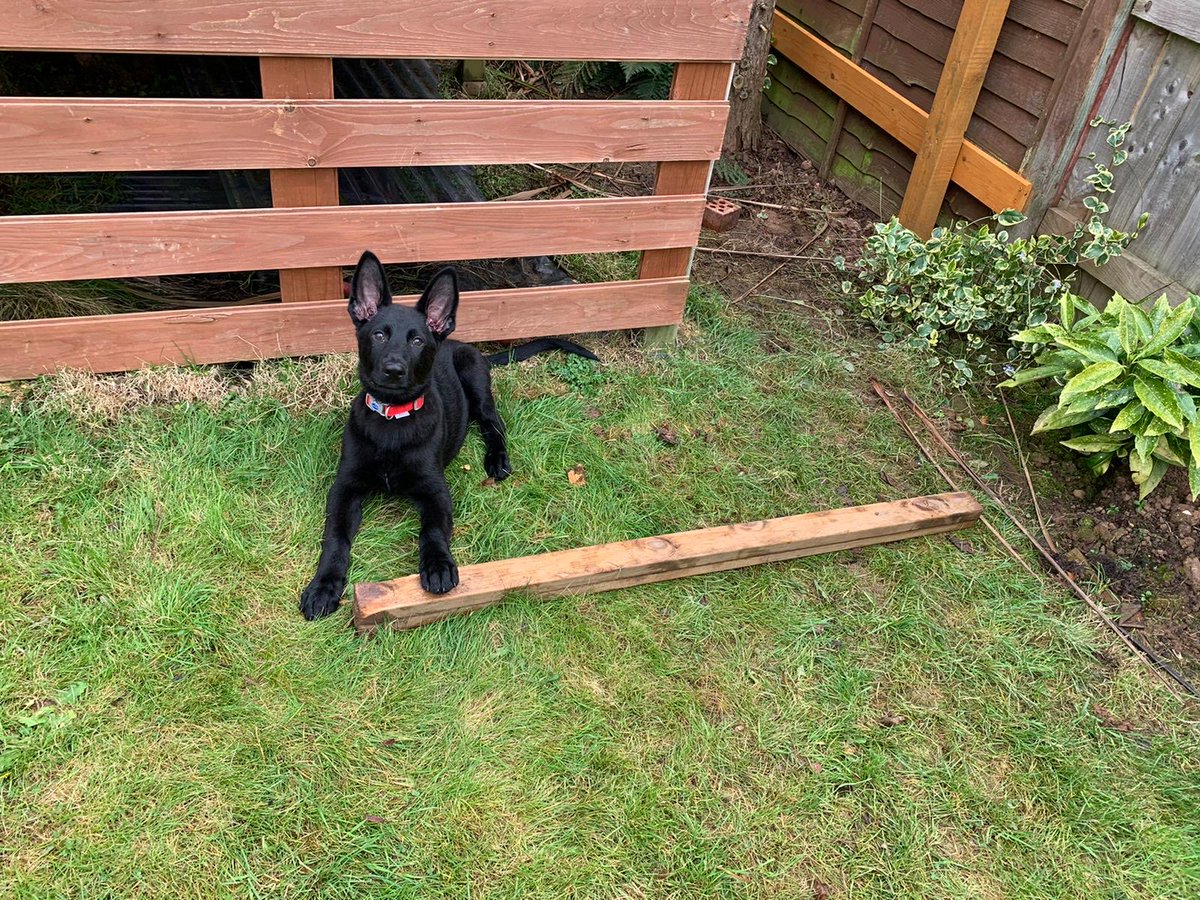 DC_PoliceDogs's tweet photo. Disaster for TPD Max having been moved after just one day because his 1st puppy walkers said he frightened their cat his new puppy walkers working arrangements have changed so this poor chap now has to find another new puppy walker. 🙈🤷🏻‍♂️ https://t.co/iODYc1m177