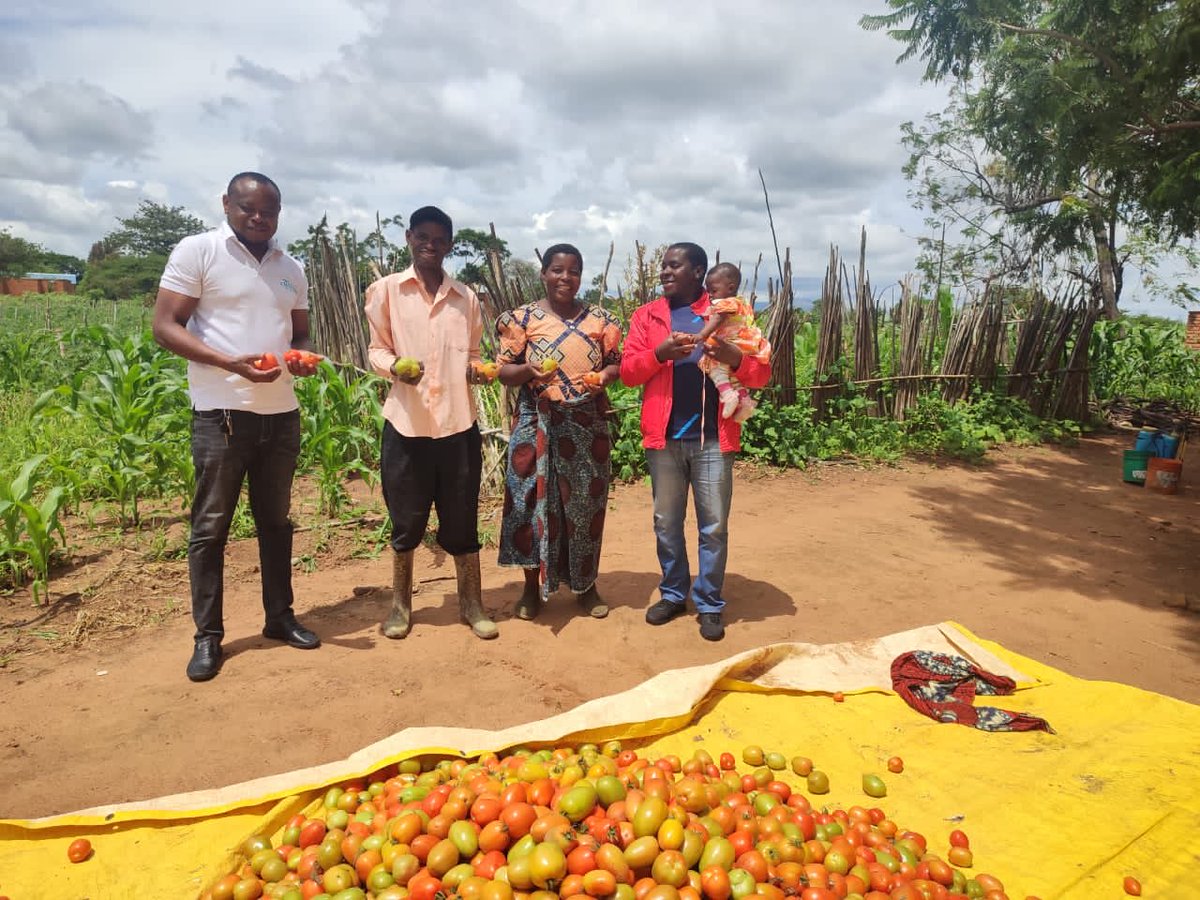 Farmers in Iringa-Tanzania have finally started reaping the benefits of ⁦<a href="/ClintonFdn/">Clinton Foundation</a>⁩ (CDI) and ⁦<a href="/Treesftf/">Trees for the Future</a>⁩ supported forest garden project. George mahali one of the 1155 participating farmers are now harvesting tomatoes as a result of the project.