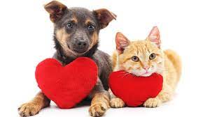 thepetladyltd's tweet photo. March Madness, Poison Prevention and Tips From a Trainer - https://t.co/KhHBv9ME32 https://t.co/BF6ieoJVj3
