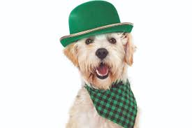 thepetladyltd's tweet photo. March Madness, Poison Prevention and Tips From a Trainer - https://t.co/KhHBv9ME32 https://t.co/BF6ieoJVj3