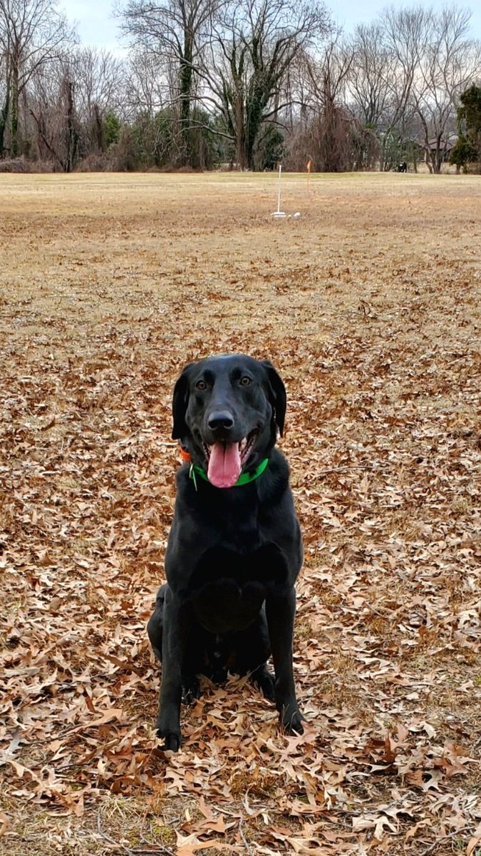 Golden Retriever Channel tweet media