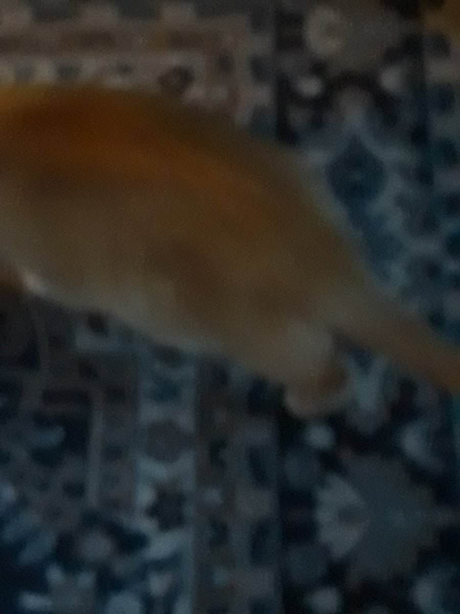 Chairman Meow Official 🐈 tweet media
