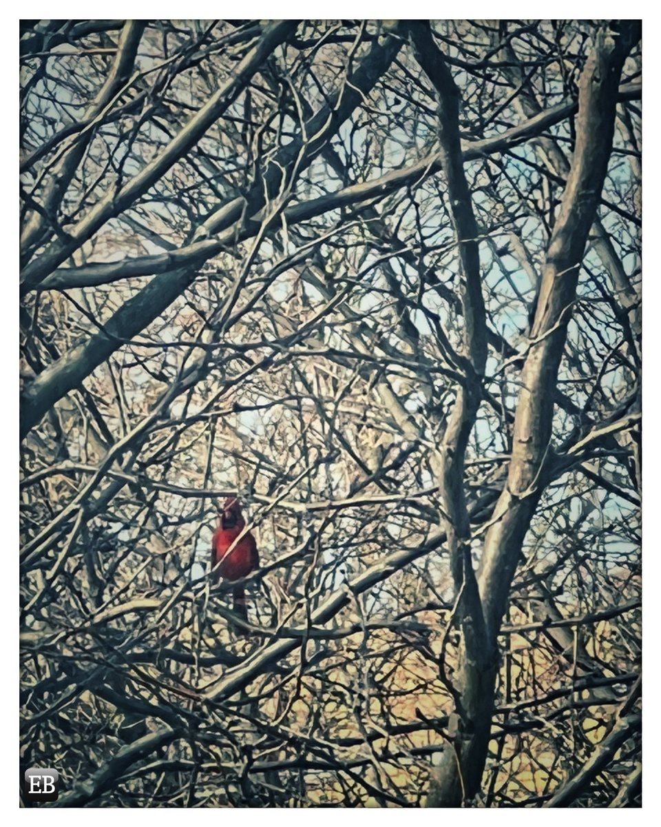 Eric_Brazier's tweet photo. “Cardinal Rules the Roost” https://t.co/elQOL363ea #TheDailyMobile #photography #Birds #Branches #CardinalRule #Cardinals #Red #RuleTheRoost #Trees https://t.co/tKOeI9TSZO